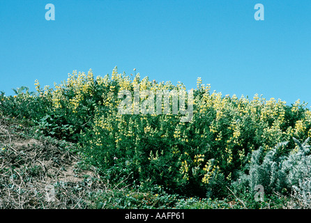 20075 Fort Funston lupin bush jaune Aire de loisirs nationale du Golden Gate San Francisco California USA Banque D'Images