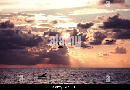 Mouettes 8998 Coucher du Soleil Plage de Coquina Bradenton Beach Florida USA Banque D'Images