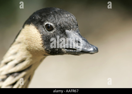 Close up of chef de disparition NeNe Ne Ne hawaiian Goose Branta sandvicensis castle espie comté de Down en Irlande du Nord Banque D'Images