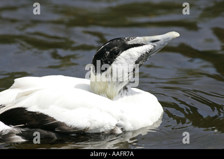 Canard Eider à duvet Somateria mollissima castle espie comté de Down en Irlande du Nord Banque D'Images