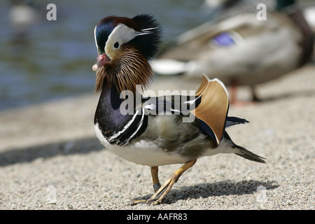 Disparition Canard Mandarin Aix galericulata afficher castle espie comté de Down en Irlande du Nord Banque D'Images