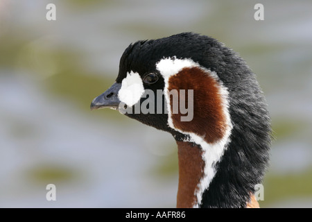 Close up disparition bernache Branta ruficollis red castle espie comté de Down en Irlande du Nord Banque D'Images