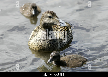 Somateria mollissima Eider féminine de natation avec les poussins castle espie comté de Down en Irlande du Nord Banque D'Images