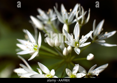 L'ail sauvage en fleur aussi connu comme rançons est une espèce d'oignon sauvage trouvé dans toute la Grande-Bretagne Allium ursinum Banque D'Images