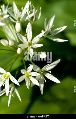 L'ail sauvage en fleur aussi connu comme rançons est une espèce d'oignon sauvage trouvé dans toute la Grande-Bretagne Allium ursinum Banque D'Images