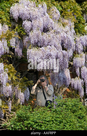 Photographie touristique sur la glycine Nash s House un 16ème siècle dans la structure une fois la maison de Thomas Nash Banque D'Images