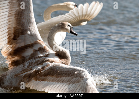 Cygne tuberculé juvénile ailes propagation dans le Gloucestershire Angleterre Banque D'Images