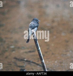 ABP1 black phoebe Sayornis nigricans Baylands Nature Preserve Palo Alto Baie de San Francisco California USA Banque D'Images