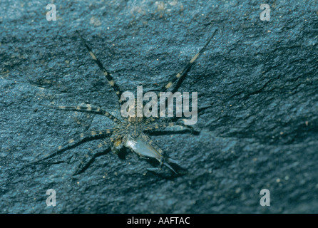 Trechalea spider pêche sp. famille Trechaleidae manger de petits poissons sur la berge sud du fleuve dans la forêt amazonienne Para Brésil Banque D'Images