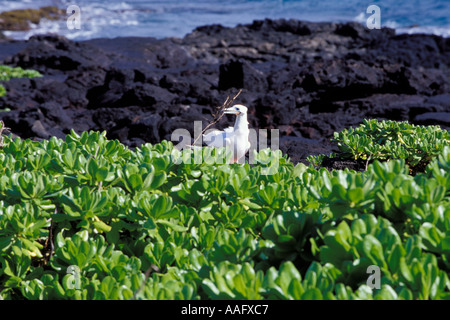 Pieds rouges rouges Sula sula rubripes la collecte de matériel de nidification Banque D'Images