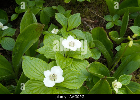 Cornouiller Cornus canadensis cornouiller du Canada-- durant les mois de printemps dans les Montagnes Blanches du New Hampshire USA Banque D'Images