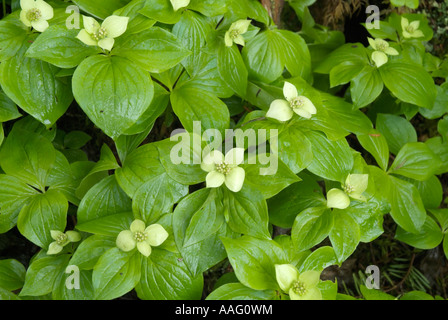 Cornouiller Cornus canadensis cornouiller du Canada-- durant les mois de printemps dans les Montagnes Blanches du New Hampshire USA Banque D'Images