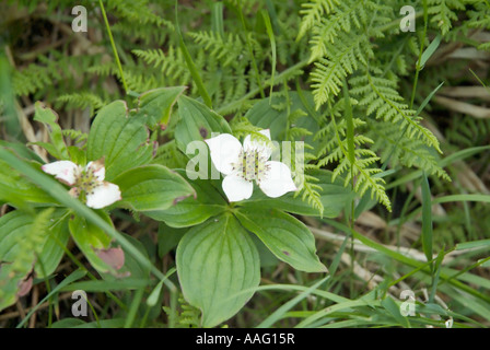 Cornouiller Cornus canadensis cornouiller du Canada-- durant les mois de printemps dans les Montagnes Blanches du New Hampshire USA Banque D'Images