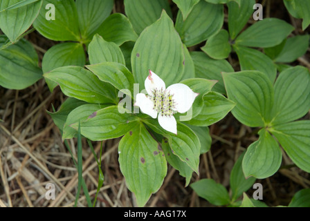 Cornouiller Cornus canadensis cornouiller du Canada-- durant les mois de printemps dans les Montagnes Blanches du New Hampshire USA Banque D'Images