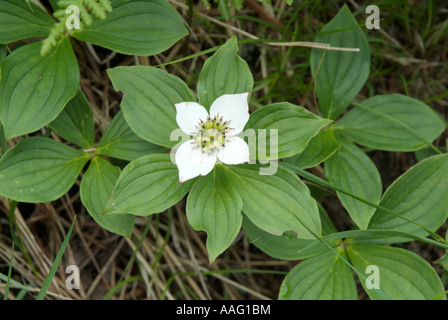 Cornouiller Cornus canadensis cornouiller du Canada-- durant les mois de printemps dans les Montagnes Blanches du New Hampshire USA Banque D'Images