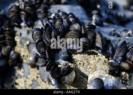 Moules sur un rocher au soleil Banque D'Images