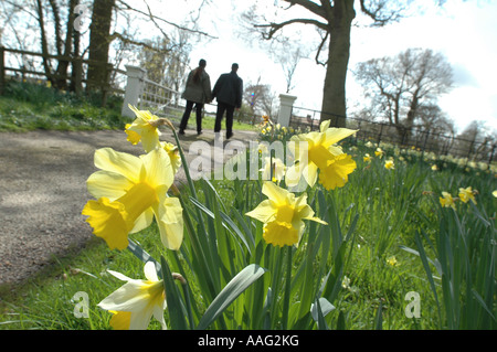 Couple en train de marcher à côté de jonquilles à Hoveton Jardins Norfolk UK Hall Banque D'Images