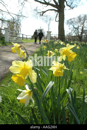 Couple en train de marcher à côté de jonquilles à Hoveton Jardins Norfolk UK Hall Banque D'Images