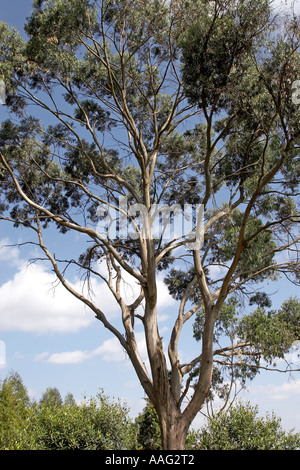 Eucalyptus géant près de l'empereur Menelik s'ancien palais dans les collines au-dessus de Entoto Addis Ababa Ethiopie Afrique Banque D'Images