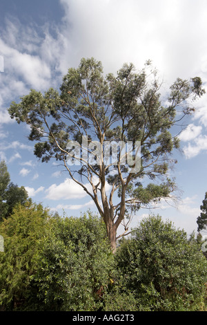 Eucalyptus géant près de l'empereur Menelik s'ancien palais dans les collines au-dessus de Entoto Addis Ababa Ethiopie Afrique Banque D'Images