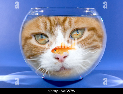 Regarder les poissons rouges dans le bol du chat Banque D'Images