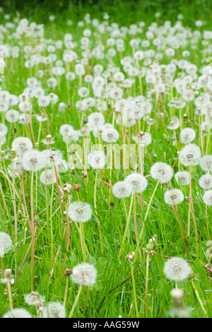 Le pissenlit, Taraxacum, têtes de graine Banque D'Images