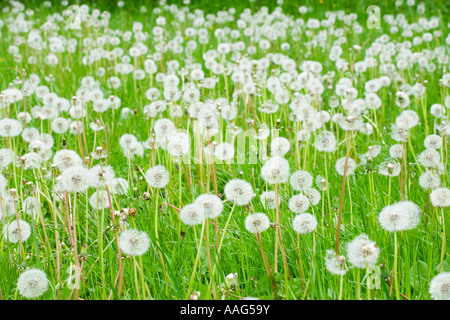 Le pissenlit, Taraxacum, têtes de graine Banque D'Images