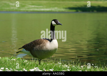 Bernache du Canada Branta canadensis Banque D'Images