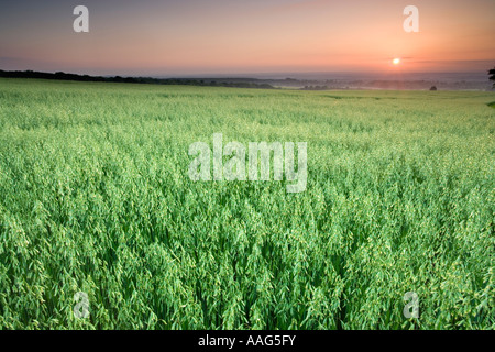 Champ d'avoine au coucher du soleil. Surrey UK Banque D'Images