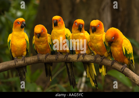 Conure soleil Aratinga solstitialis, perruches, le Parc ornithologique de Jurong Singapour. Banque D'Images