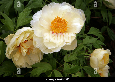 Paeonia High Noon Banque D'Images