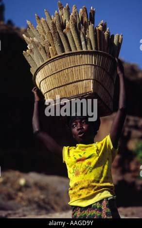 La récolte de mil - Nombori, Pays dogon, Mali Banque D'Images