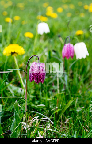 Snakeshead Fritillaries (Fritillaria meleagris) et le pissenlit (Taraxacum officinale) North Prairie, Cricklade, Wiltshire, Angleterre Banque D'Images