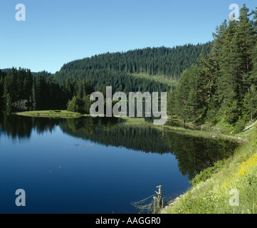 Lac Beglik, montagne Rhodopi, PIN, arbre de pin reflété dans une eau, Bulgarie, Balkans Banque D'Images