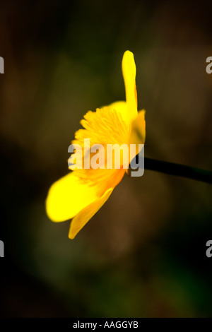 Le Populage des marais (Caltha palustris) Kingcup Banque D'Images