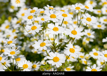 Compsitae fleurs Tanacetum Niveum Chelsea Physic Garden London England UK Banque D'Images