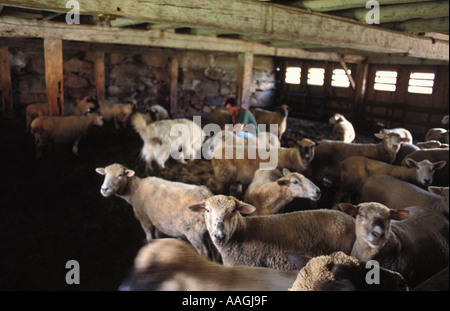 Moi Gloucester Shaker Frère Wayne avec ses moutons dans la grange à Shaker Village Lac Lycée Saint-Louis Banque D'Images