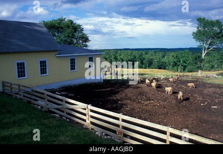 Nouvelle tête de mouton moi Gloucester au pâturage à la Lycée Saint-Louis Lake Shaker Village Banque D'Images