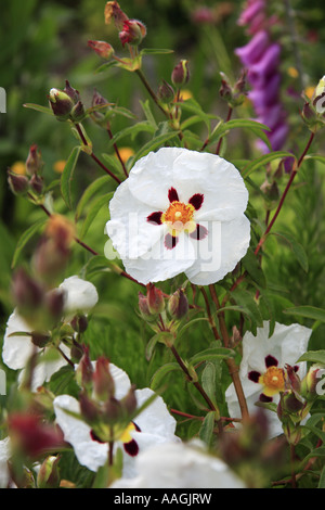 Cistus x Cyprius blossom en juin, Yorkshire Angleterre Banque D'Images