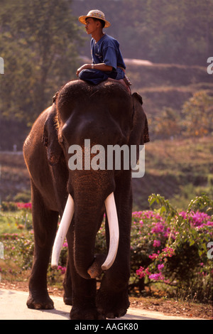 Éléphant d'Asie. Thai Elephant Conservation Centre, Lampang, Thaïlande Banque D'Images