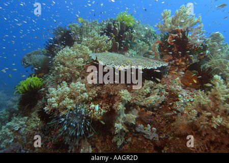 Tête de corail très divers Apo Island marine reserve Philippines mer de Visayan Banque D'Images