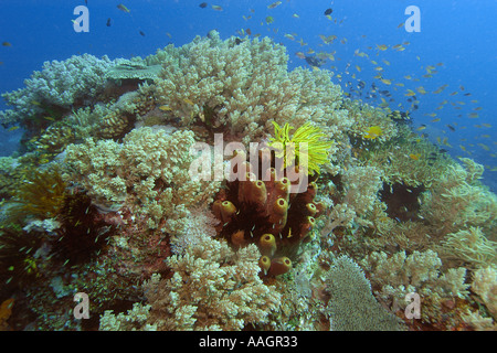 Tête de corail très divers, y compris l'éponge tube Theonella cylindrica Apo Island marine reserve Philippines mer de Visayan Banque D'Images