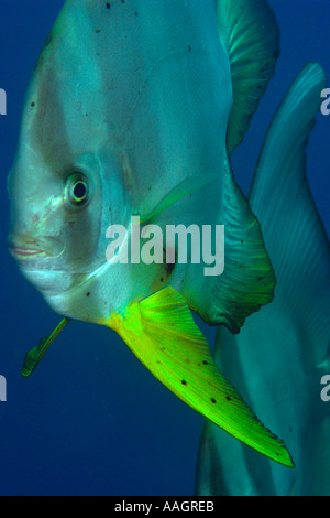 Petit spadefish Platax teira Dauin scolarité île de Negros Philippines Dumaguete Banque D'Images