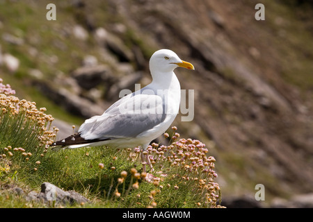 Le Comté de Kerry Irlande Péninsule de Dingle Slea Head Herring Gull Larus argentatus sur clifftop Banque D'Images