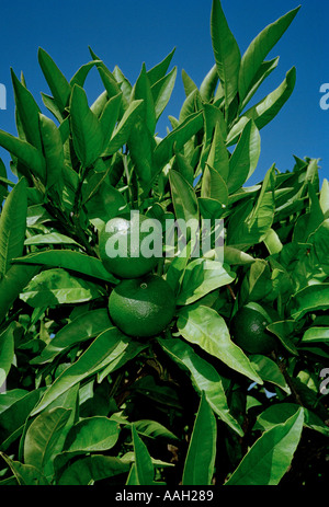 De plus en plus sur l'arbre Limes Banque D'Images