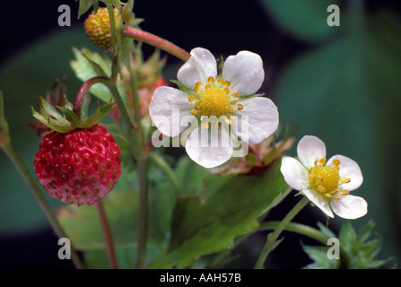 Les Fraises sauvages Hertfordshire UK Summer Banque D'Images