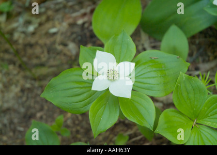 Cornouiller Cornus canadensis cornouiller du Canada-- durant les mois de printemps dans les Montagnes Blanches du New Hampshire USA Banque D'Images