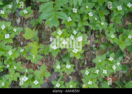 Cornouiller Cornus canadensis cornouiller du Canada-- durant les mois de printemps dans les Montagnes Blanches du New Hampshire USA Banque D'Images