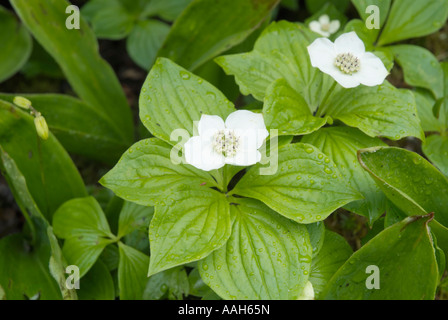 Cornouiller Cornus canadensis cornouiller du Canada-- durant les mois de printemps dans les Montagnes Blanches du New Hampshire USA Banque D'Images