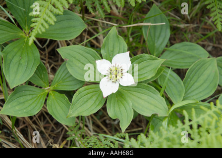 Cornouiller Cornus canadensis cornouiller du Canada-- durant les mois de printemps dans les Montagnes Blanches du New Hampshire USA Banque D'Images